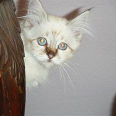 Hellig Birma Rosenlyst Rose (Trine)