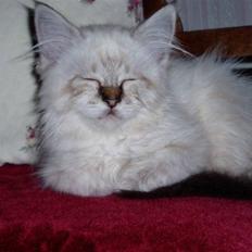 Hellig Birma Rosenlyst Rose (Trine)