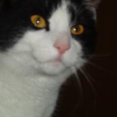 Blanding af racer samsonluna