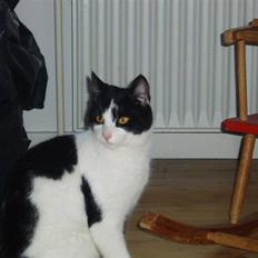 Blanding af racer samsonluna