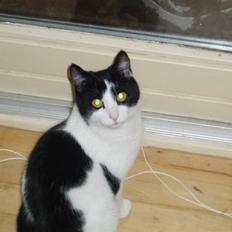 Blanding af racer samsonluna