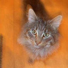 Norsk Skovkat Mini-Mis og Mis-Baby