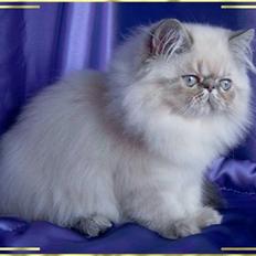 Colorpoint Dolly - Solgt