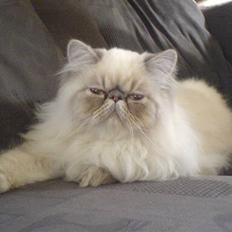 Colorpoint Dolly - Solgt