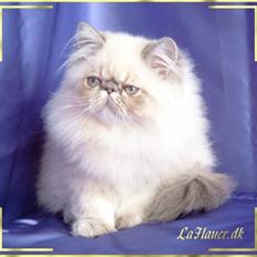 Colorpoint Dolly - Solgt