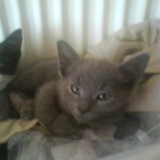 Huskat buller bamse hvor er du 