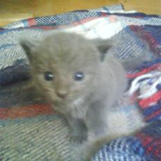 Huskat buller bamse hvor er du 