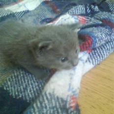 Huskat buller bamse hvor er du 