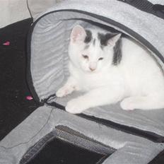 Blanding af racer Mr Dooley