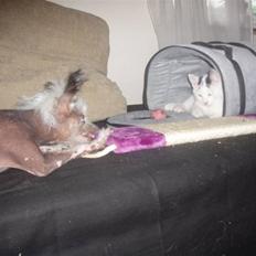 Blanding af racer Mr Dooley