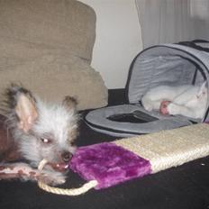 Blanding af racer Mr Dooley