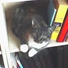 Huskat Bella {R.I.P}