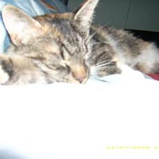 Huskat Bella {R.I.P}