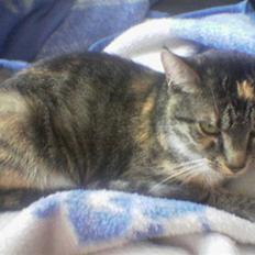 Huskat Winnie {R.I.P}