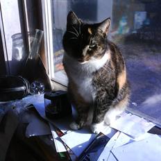 Huskat Winnie {R.I.P}