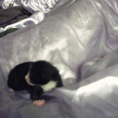 Huskat Buller {R.I.P}