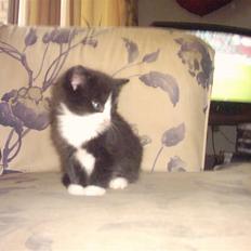 Huskat Buller {R.I.P}