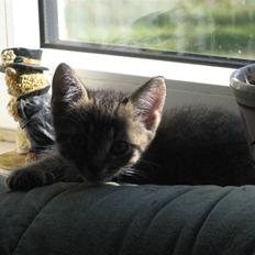 Huskat Missetat **BORTGIVET**