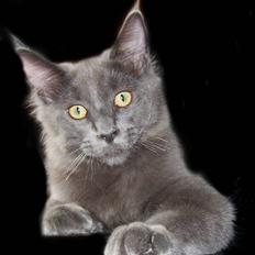 Maine Coon Big surprice.