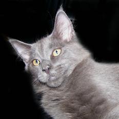 Maine Coon Big surprice.