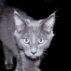 Maine Coon Big surprice.