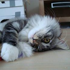 Blanding af racer Fine  (skatbas)