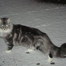 Blanding af racer Fine  (skatbas)