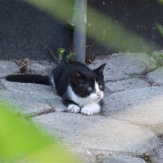 Huskat lulle fra gammeltoft