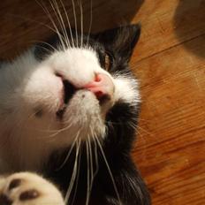 Huskat lulle fra gammeltoft