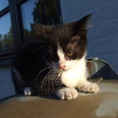 Huskat lulle fra gammeltoft