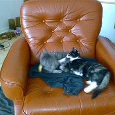 Blanding af racer Putte R.I.P 27-09-09