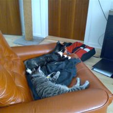 Blanding af racer Putte R.I.P 27-09-09