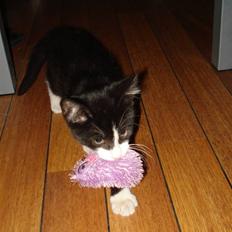 Norsk Skovkat blanding - Nemo