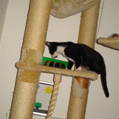 Norsk Skovkat blanding - Nemo