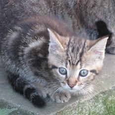 Huskat Luske-Peter **BORTGIVET**