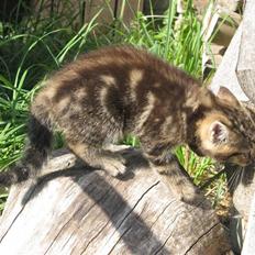 Huskat Luske-Peter **BORTGIVET**