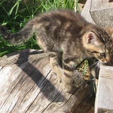 Huskat Luske-Peter **BORTGIVET**