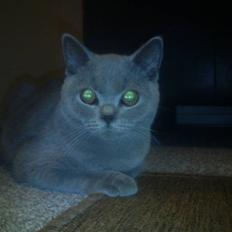 British Shorthair DK Petrines Hubert