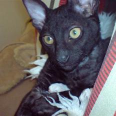 Cornish Rex Loui