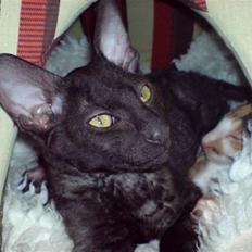 Cornish Rex Loui