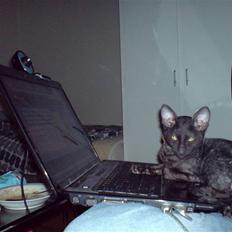 Cornish Rex Loui