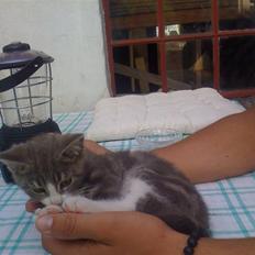 Huskat Anton