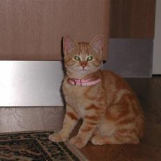 Blanding af racer Tjalfe