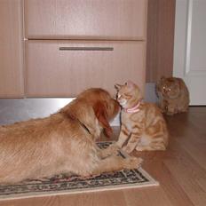 Blanding af racer Tjalfe