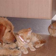 Blanding af racer Tjalfe