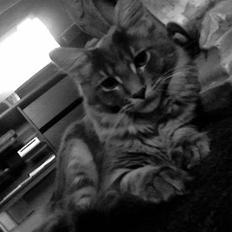 Maine Coon DK Amazing Paw´s Joey