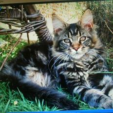 Maine Coon Wicca Shaicoona Prada