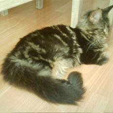 Maine Coon Wicca Shaicoona Prada