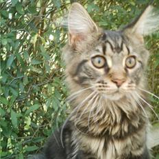 Maine Coon Wicca Shaicoona Prada