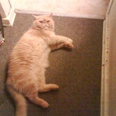 Exotic Gino Larenco R,I.P <3 /;